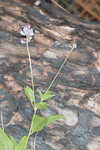 Sampson's snakeroot